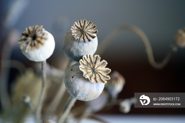 Close up of dried poppy plant; selective focus.