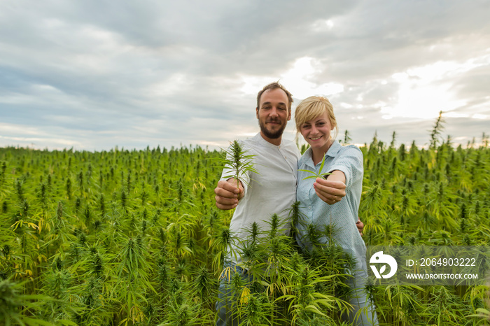 一男一女站在大麻CBD大麻植物地里，手里拿着叶子和花蕾。