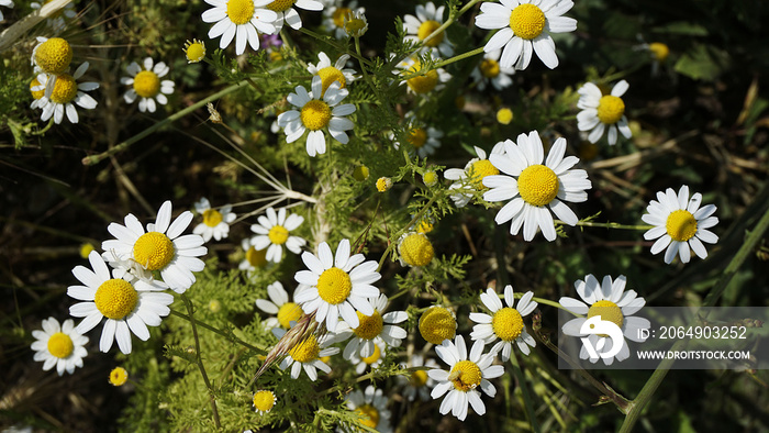 large quantities of natural chamomile flowers in a wide area,