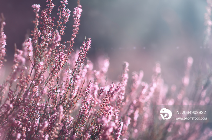 盛开的野生仙女石南花（Calluna vulgaris）。自然，花朵，花朵背景。