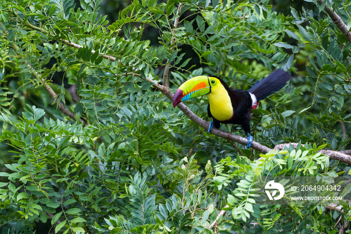 尖嘴Tucan-Ramphastos sulfuratus