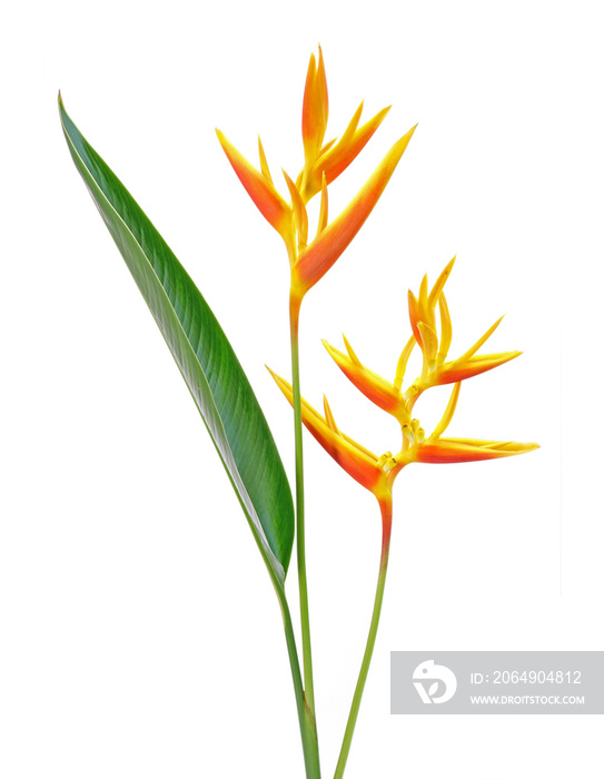 Heliconia flower isolated on white background. Ornamental flowers, Heliconia ( Heliconia x nickerien