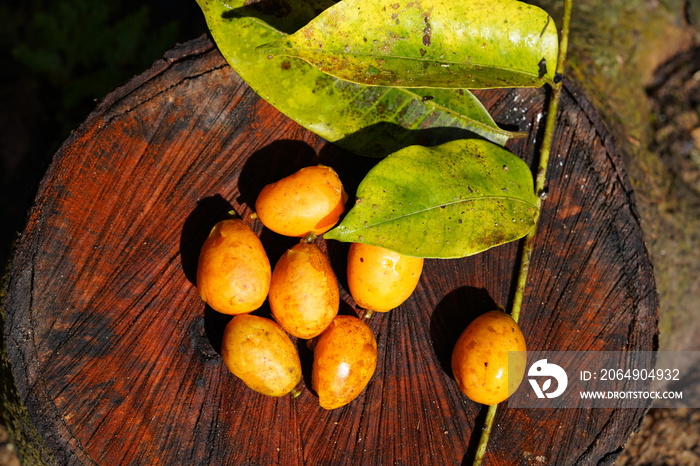 Close-up of brazilian monbin (ciriguela) pig plums on a cut Paubrasilia Echinata tree in the Amazon 