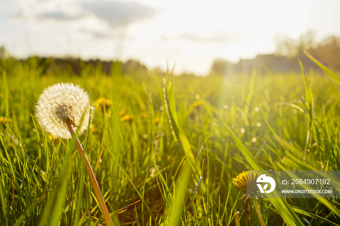 Silhouette of a dandelion in closeup against sun and sky during the dawn or sunset, creating a medit