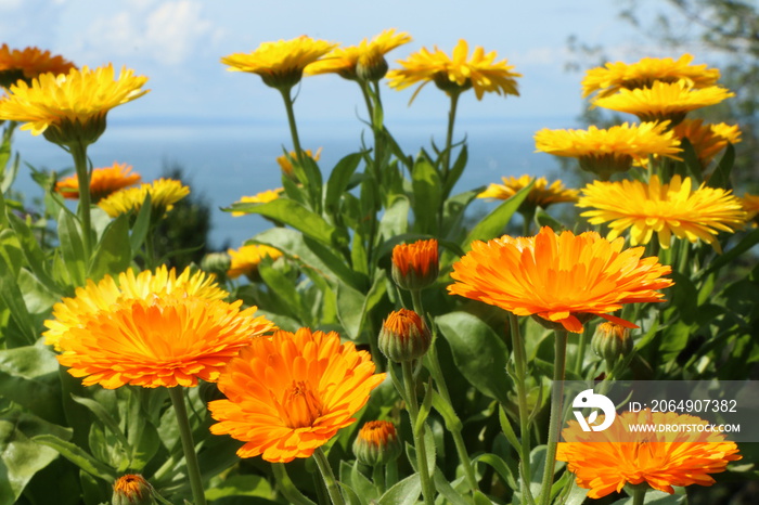 Marigold, Calendula officinalis, Ringelblumen-Wiese, Naturheilkraut