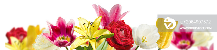 美丽郁金香花朵特写的孤立图像