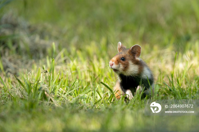 Ein adulter Hamster in der Wiese sitzend