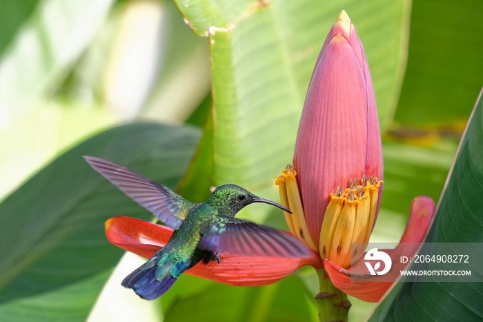 Colibri falle vert