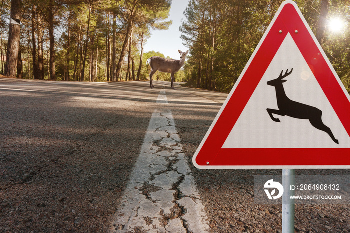 Landstraße mit Verkehrsschild Wildwechsel Gefahr