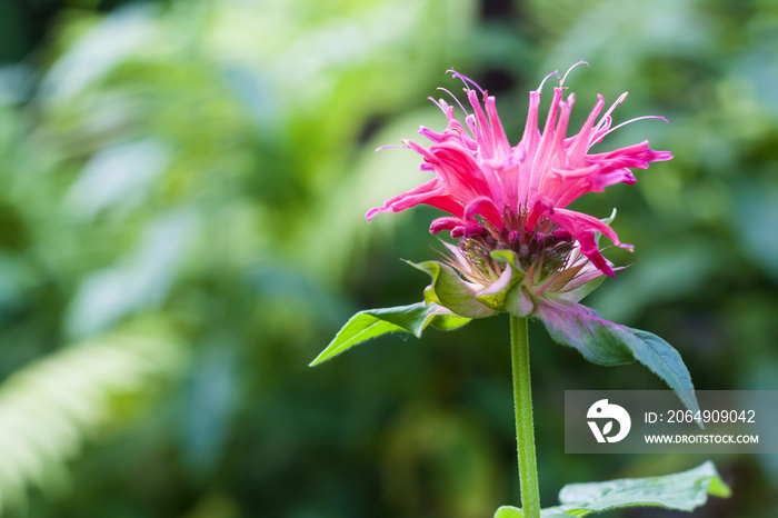 红Monarda（Monarda didyma）花朵特写