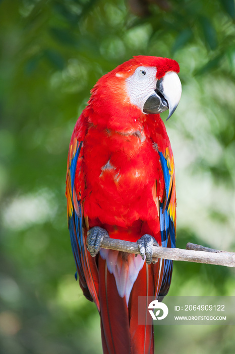 Close up of red ara parrot head in tropical habitat