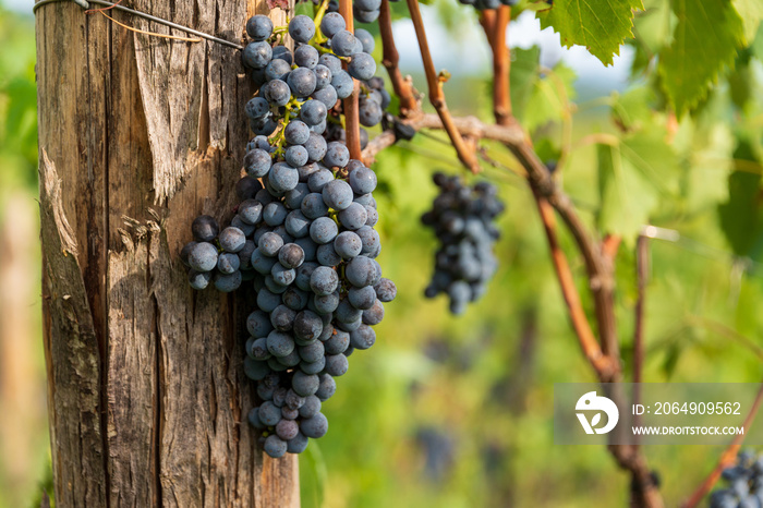 Saftige Rotweintrauben am Weinstock kurz vor der Ernte auf einem Weingut in der Nähe von Siena im Ch