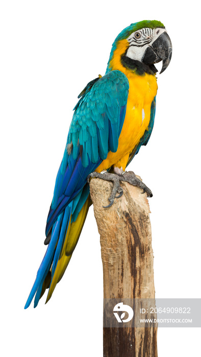 在白色背景上隔离的Macaw鸟，修剪路径