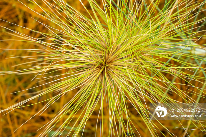 特写Spinifex littoreus草植物。