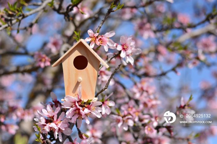 Casa nido, en un árbol lleno de flores de almendro