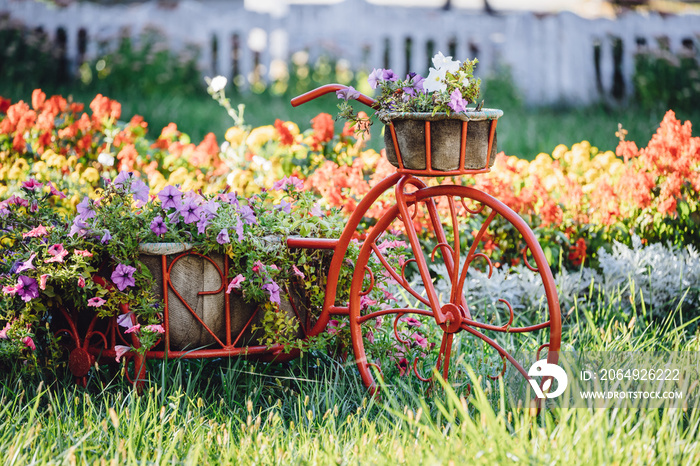装饰复古模型自行车配备篮子花卉花园。带Petuni的夏季花坛