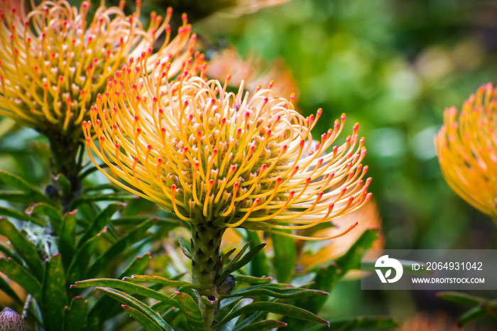 Close up Leucospermum  California Sunshine  cultivar; Leucospermum species are native to south Afric