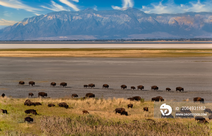 Wild American buffalo (Bison) herds on the grasslands of Antelope Island, Great Salt Lake, Utah, USA