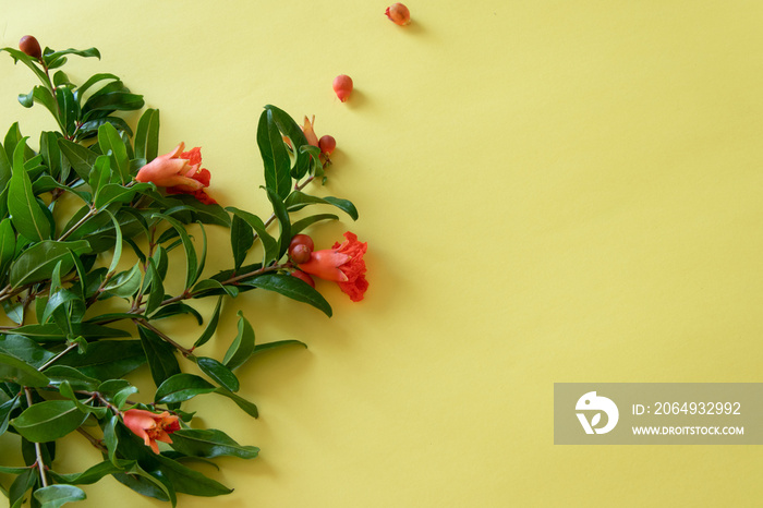 Blossom pomegranate branch on yellow background with space for text