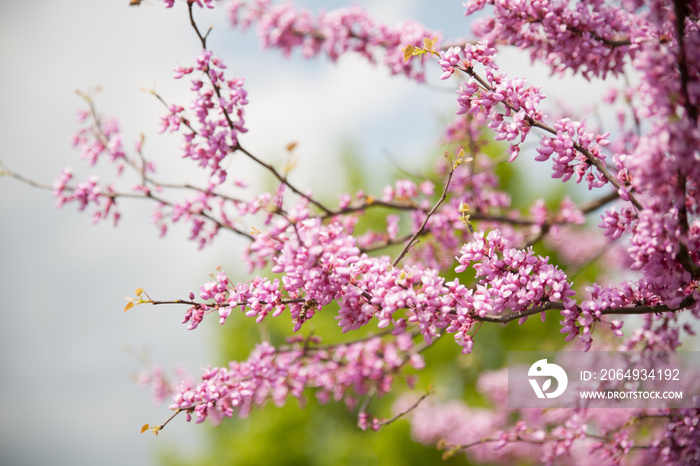 Cercis griffithii（东部紫荆）是一种大型落叶灌木或小树，原产于北方东部