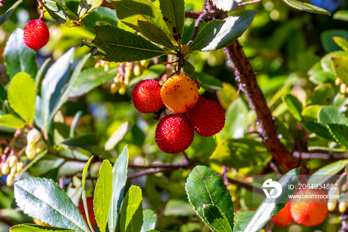 红浆果。草莓树的花朵和果实。原产于地中海地区a
