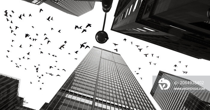 曼哈顿摩天大楼之间的鸽子剪影