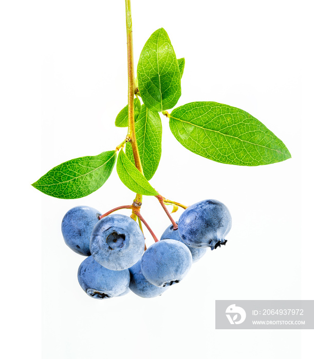 蓝莓的一个分支，有叶子。蓝莓植物在白色背景上分离。