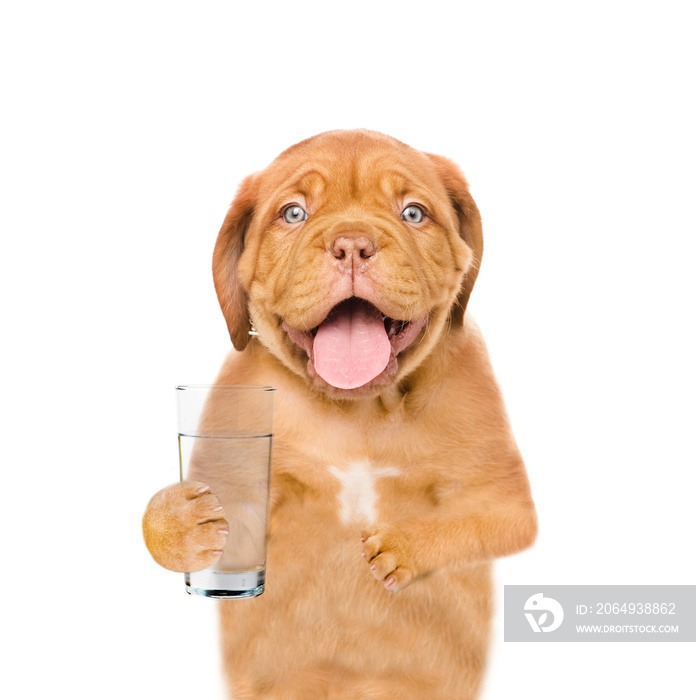 小狗拿着一杯干净的水。被隔离在白色背景上