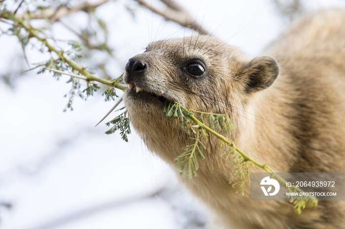 悬崖獾，Rock Hyrax，ein Gedi自然保护区，死海，以色列