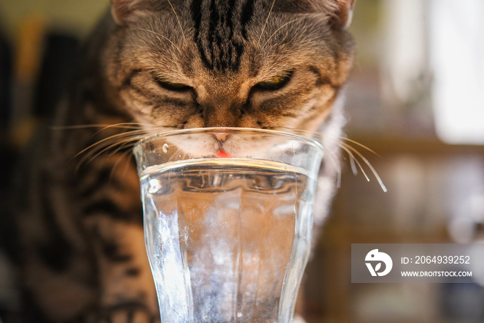 水を飲む猫のローアングル