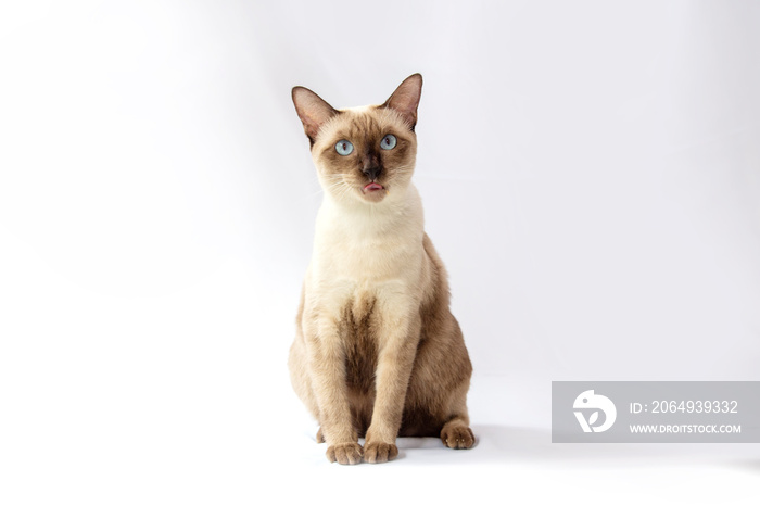 Siamese cat  are sitting on white background. Portrait of thai cat with blue eyes is sitting on whit