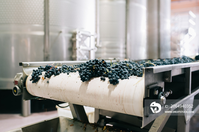 Modern winery machine with grapes