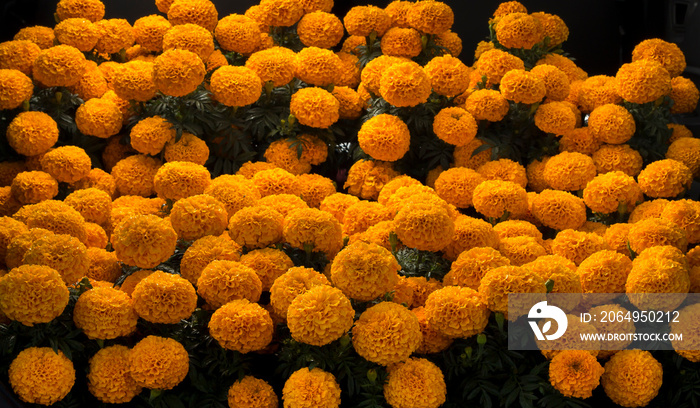 Flores de cempasúchil al atardecer