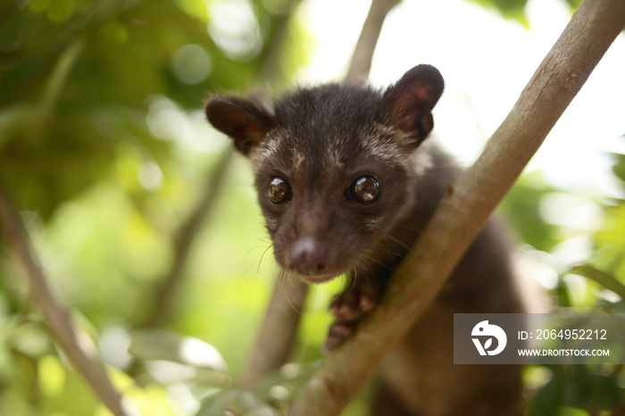 Civet Cat on Tree