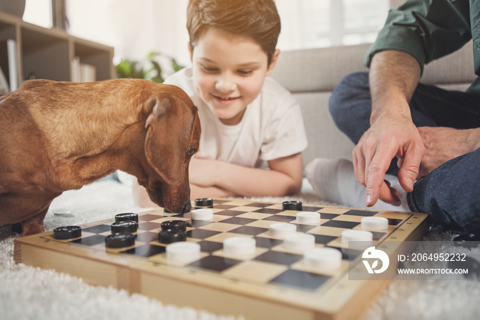 感兴趣的达克斯猎犬小狗在船上嗅跳棋。快乐的男孩正在看着动物w