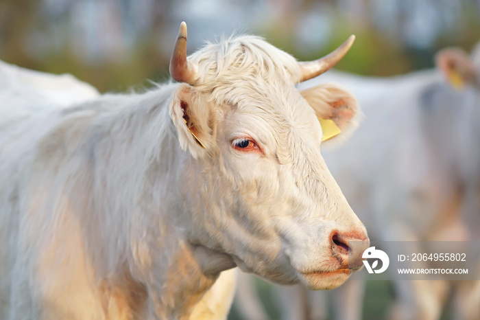 The portrait of a white Charolais cow with horns and pierced ears posing outdoors on sunset