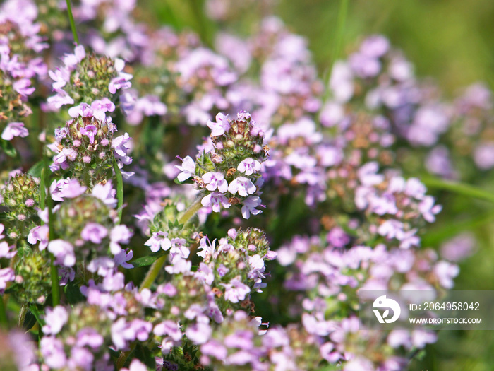 Wild thyme blooming, Thymus vulgaris