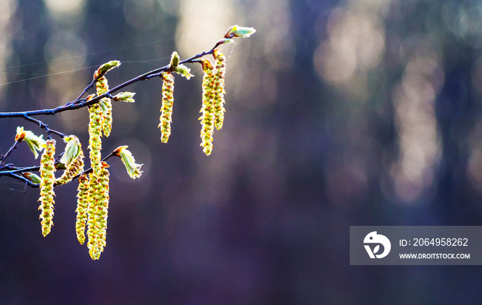 阳光明媚的天气里，深色背景上戴着耳环的桦树树枝。复制太空_