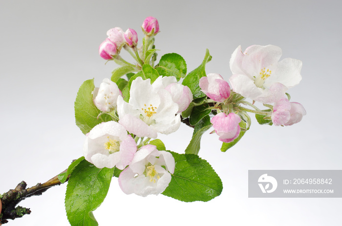 Pink flowers of apple tree on a gray background