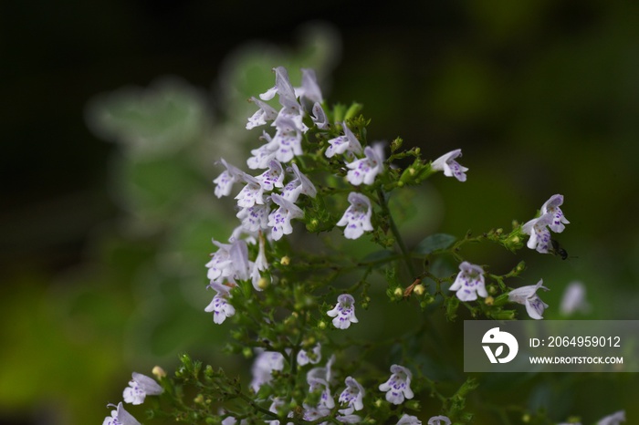 小炉甘石（Calamintha nepeta）花。Lamiaceae多年生草本植物。