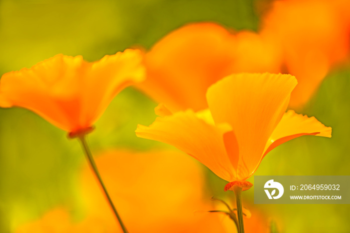 Californian poppy, closeup of the flower in back lighting