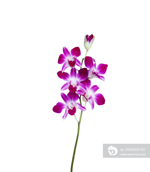 紫色兰花的花序在白色背景上单独绽放