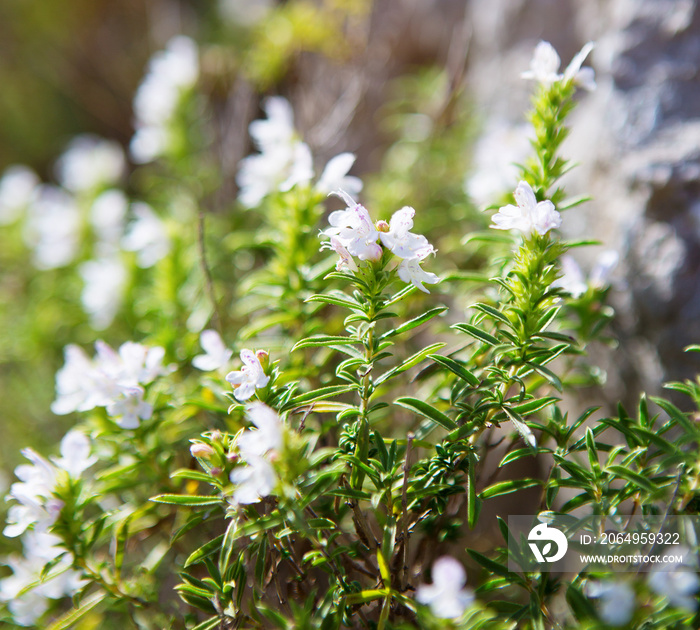 冬季萨沃里（Satureja Montana），在阳光下开着淡紫色的小花，省