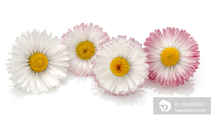 Beautiful daisy flowers isolated on white background cutout