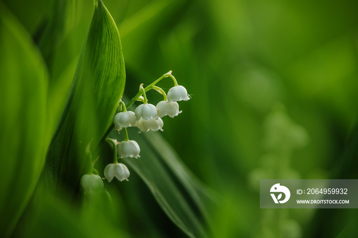 山谷百合（Convallaria majalis）它们是春天的花朵