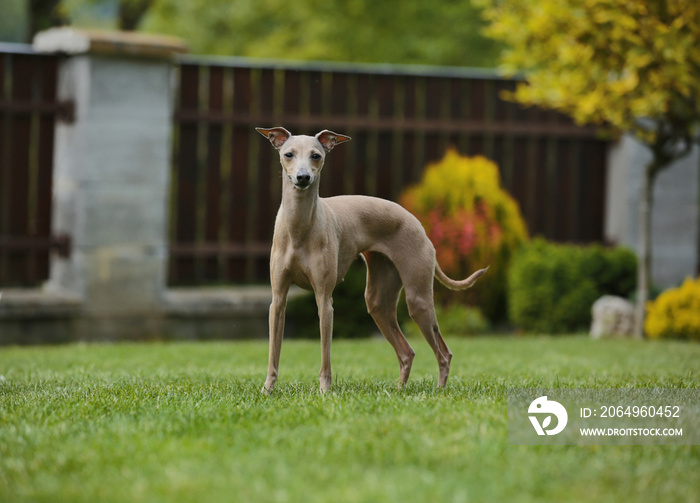 棕色小狗意大利灰狗站在花园里，背景是绿草和木栅栏