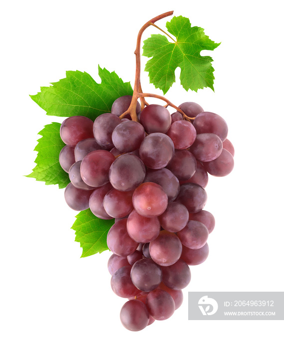 Isolated grapes. Bunch of red grapes on a branch isolated on white background with clipping path