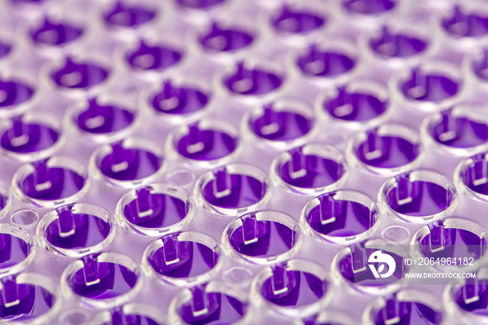 Multi channel pipette loading biological samples in microplate for test in the laboratory / Multicha