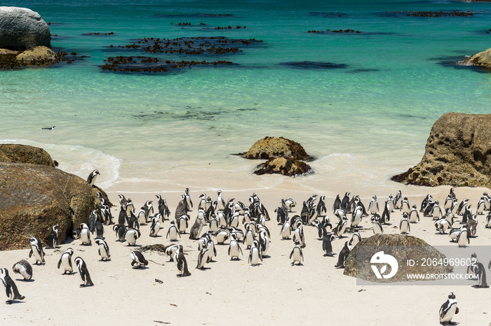 Brillenpinguine am Strand vom Boulders Beach, nahe Kapstadt