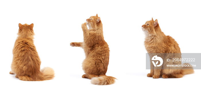 adult fluffy red cat sits on its hind legs, front paws pulls up